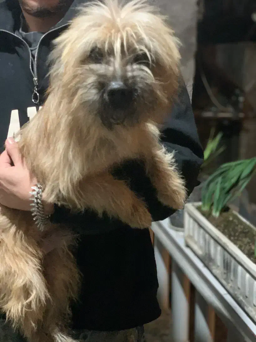 واگذاری شیتزو|سگ|رشت, گلسار|دیوار