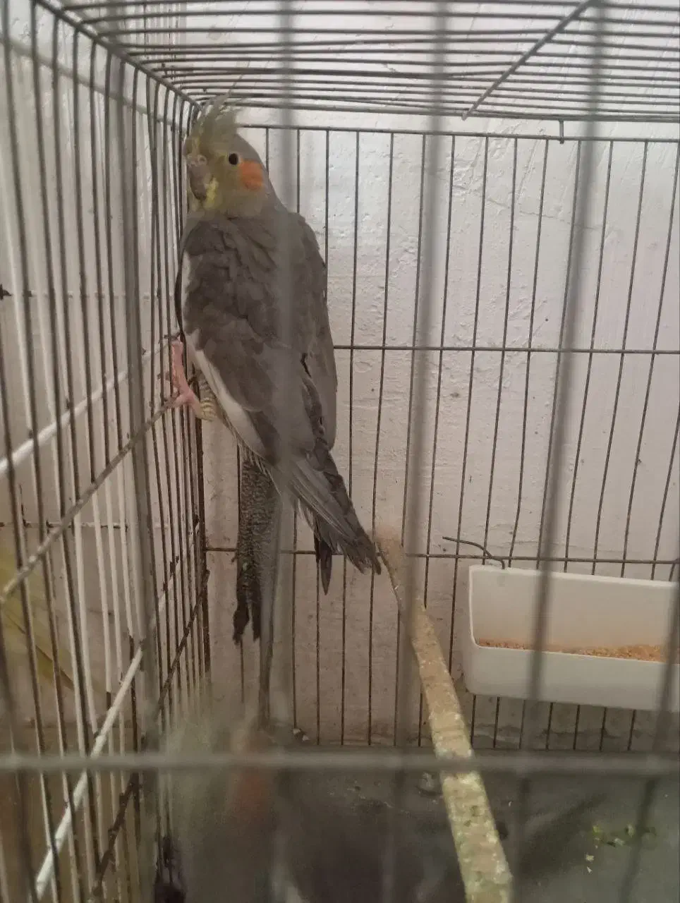 عروس هلندی|پرنده|مینودشت, |دیوار