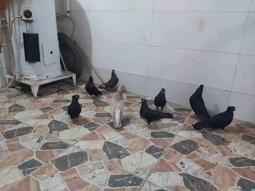 کبوتر|پرنده|چمران, |دیوار