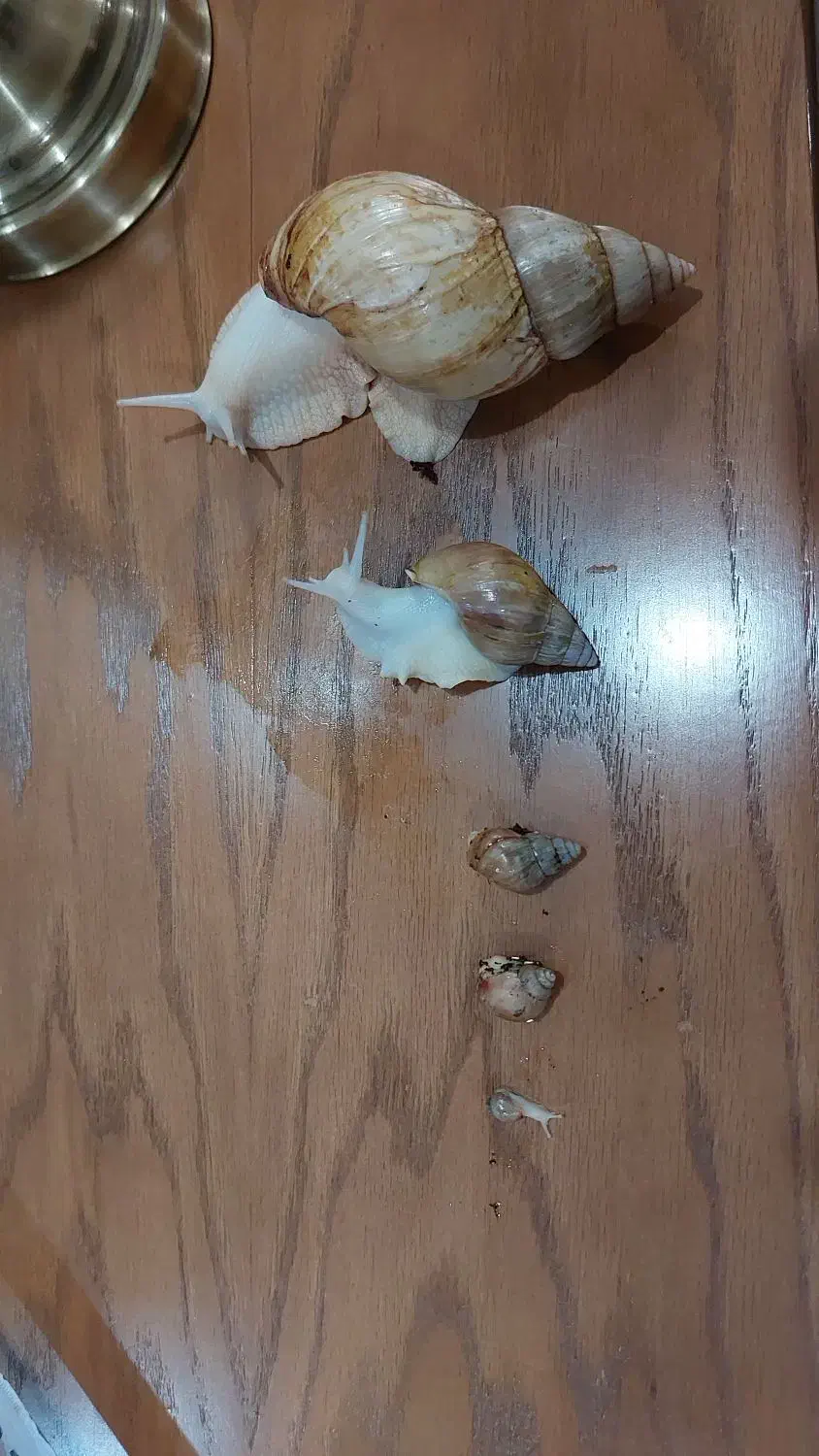 حلزون اچاتینا|خزنده|تهران, امام زاده حسن|دیوار