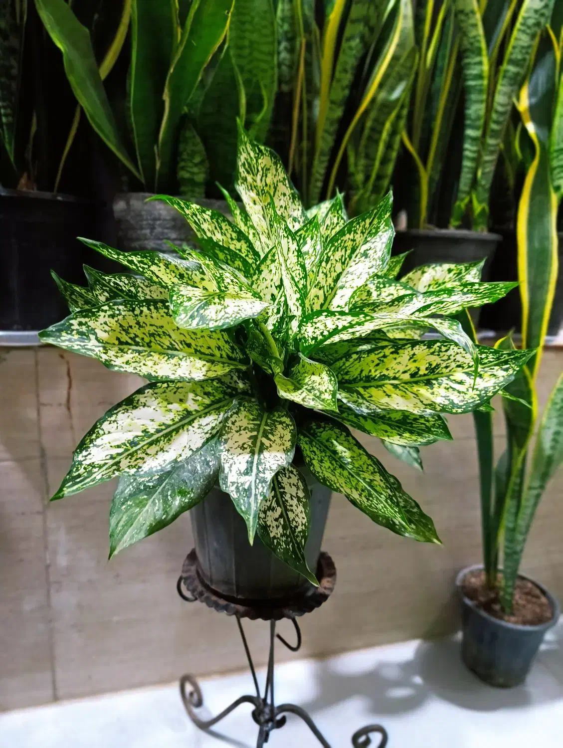 گل آپارتمانی آگلونما برفی|گل و گیاه طبیعی|رشت, منظریه|دیوار