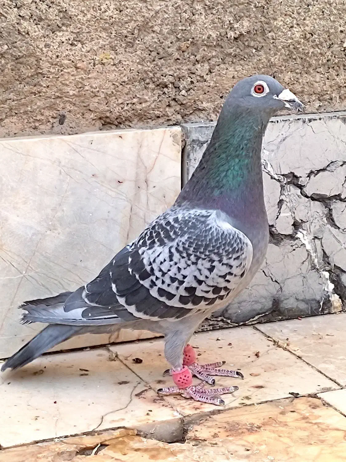 کبوتر سبز آلمانی پلاکی مسافتی جفتگاه پرشی|پرنده|مشهد, کارمندان دوم|دیوار