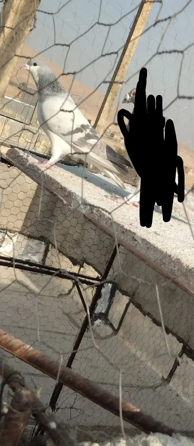 بدرنگ آبی دست اولی|پرنده|شیراز, میانرود|دیوار