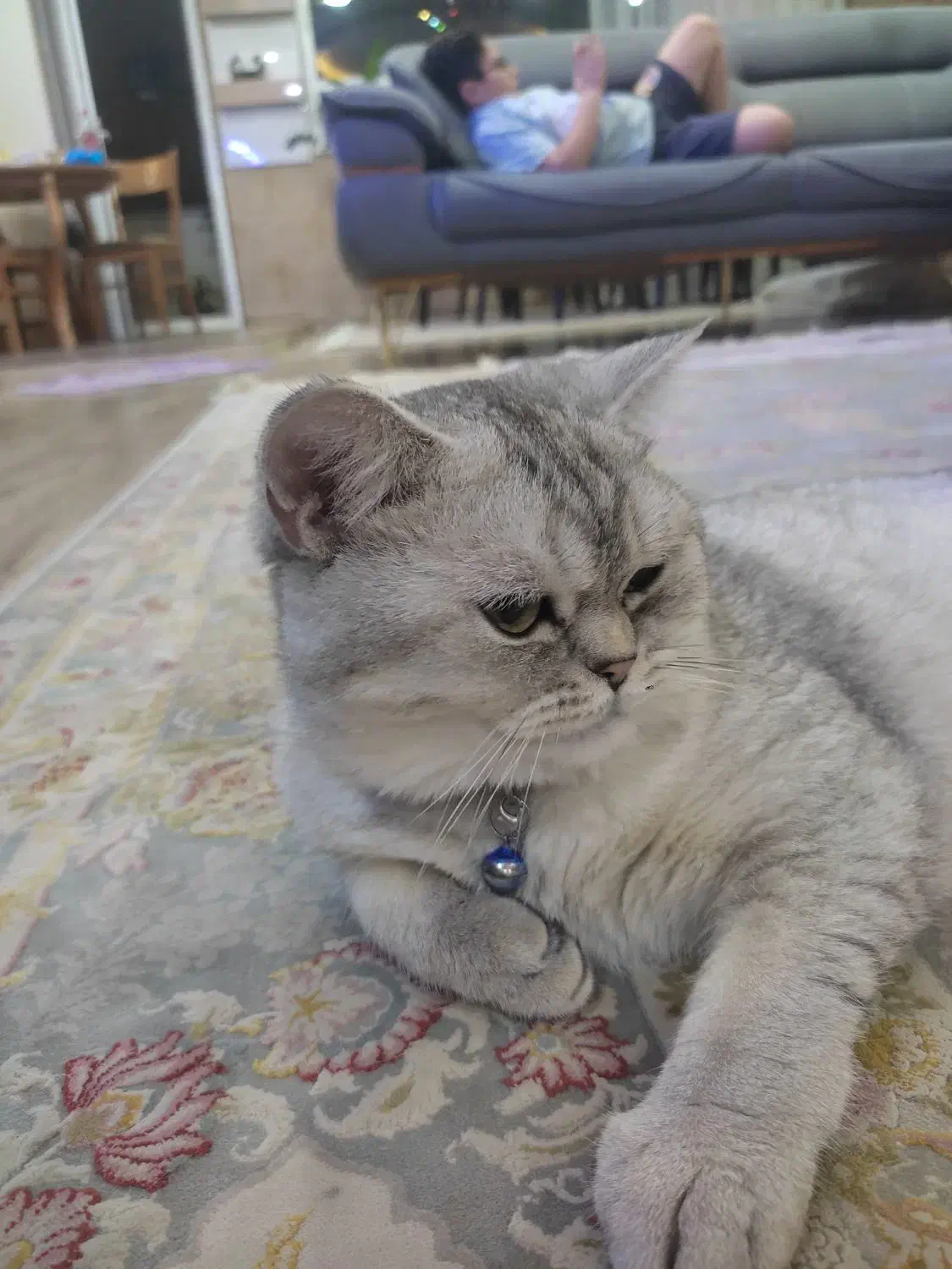 گربه بریتیش نر|گربه|زنجان, |دیوار