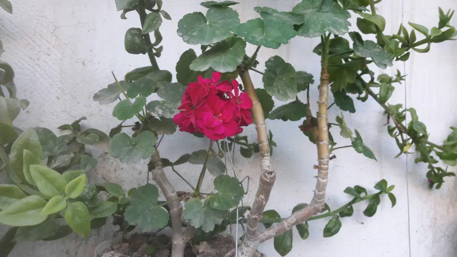 باغبانی|خدمات باغبانی و درختکاری|گنبد کاووس, |دیوار