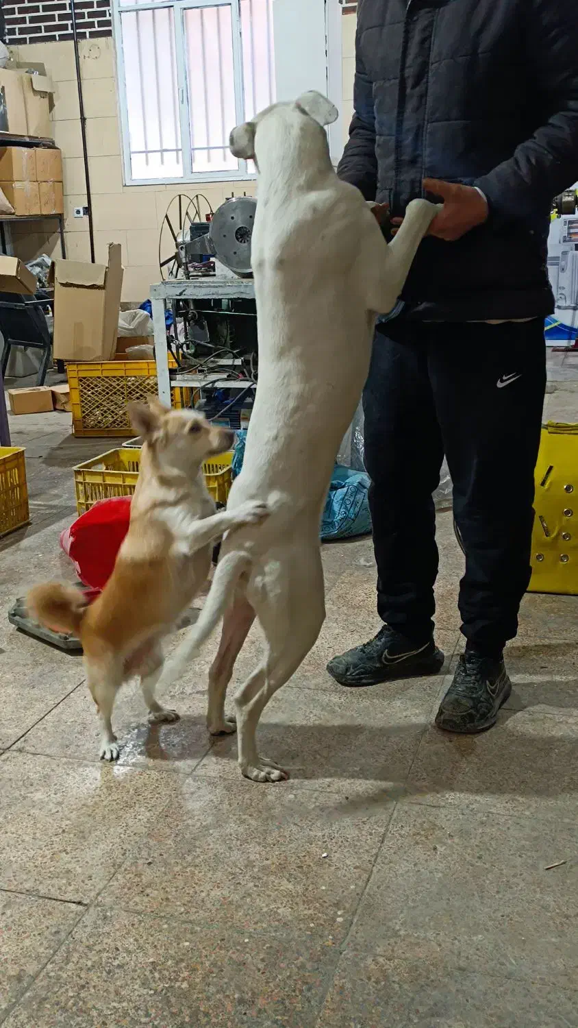 سگ نژاد داگو|سگ|چهاردانگه (تهران), |دیوار