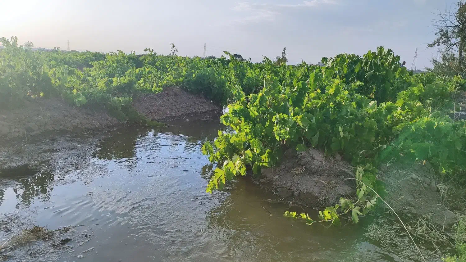 باغ انگور شورین|فروش خانه و ویلا|همدان, |دیوار