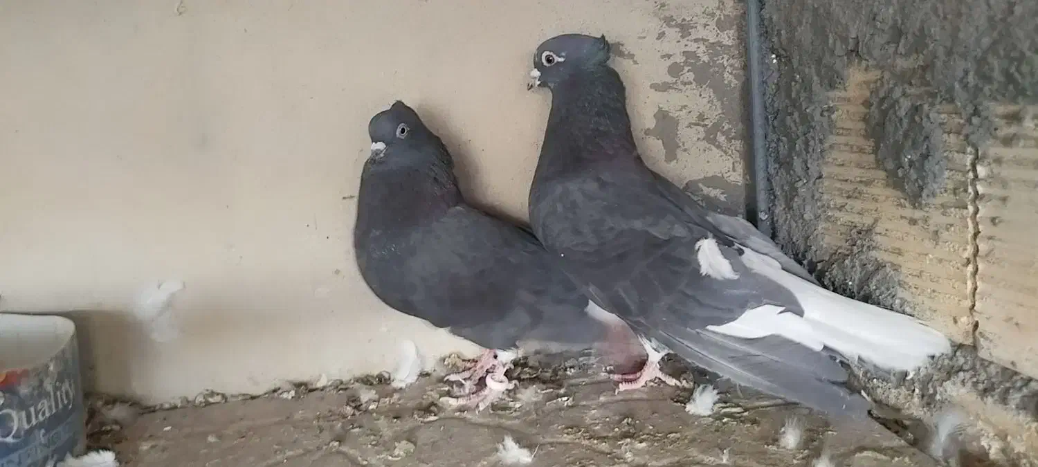 سیاه تخت دم سفید|پرنده|شاهین‌شهر, شهرک گلدیس|دیوار