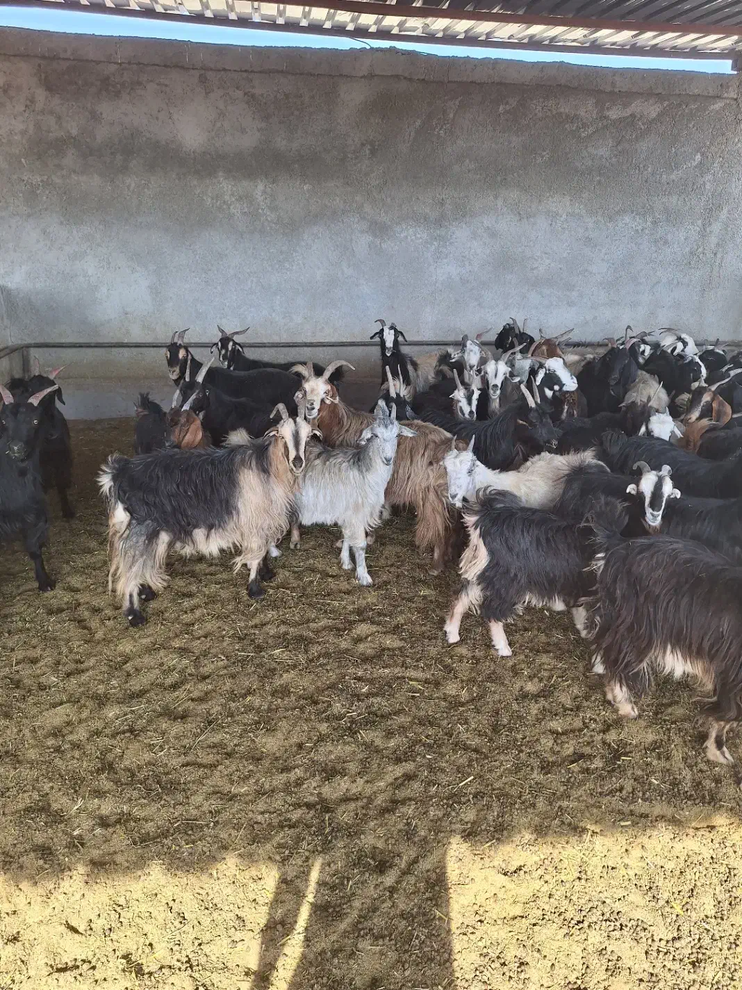 گوسفند|حیوانات مزرعه|مرودشت, دولت آباد|دیوار