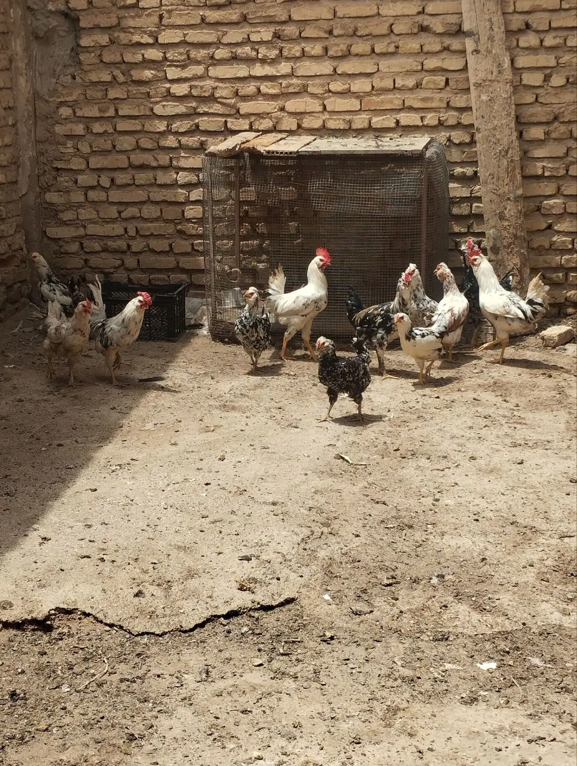 خروس|حیوانات مزرعه|شیراز, یخ سازی|دیوار