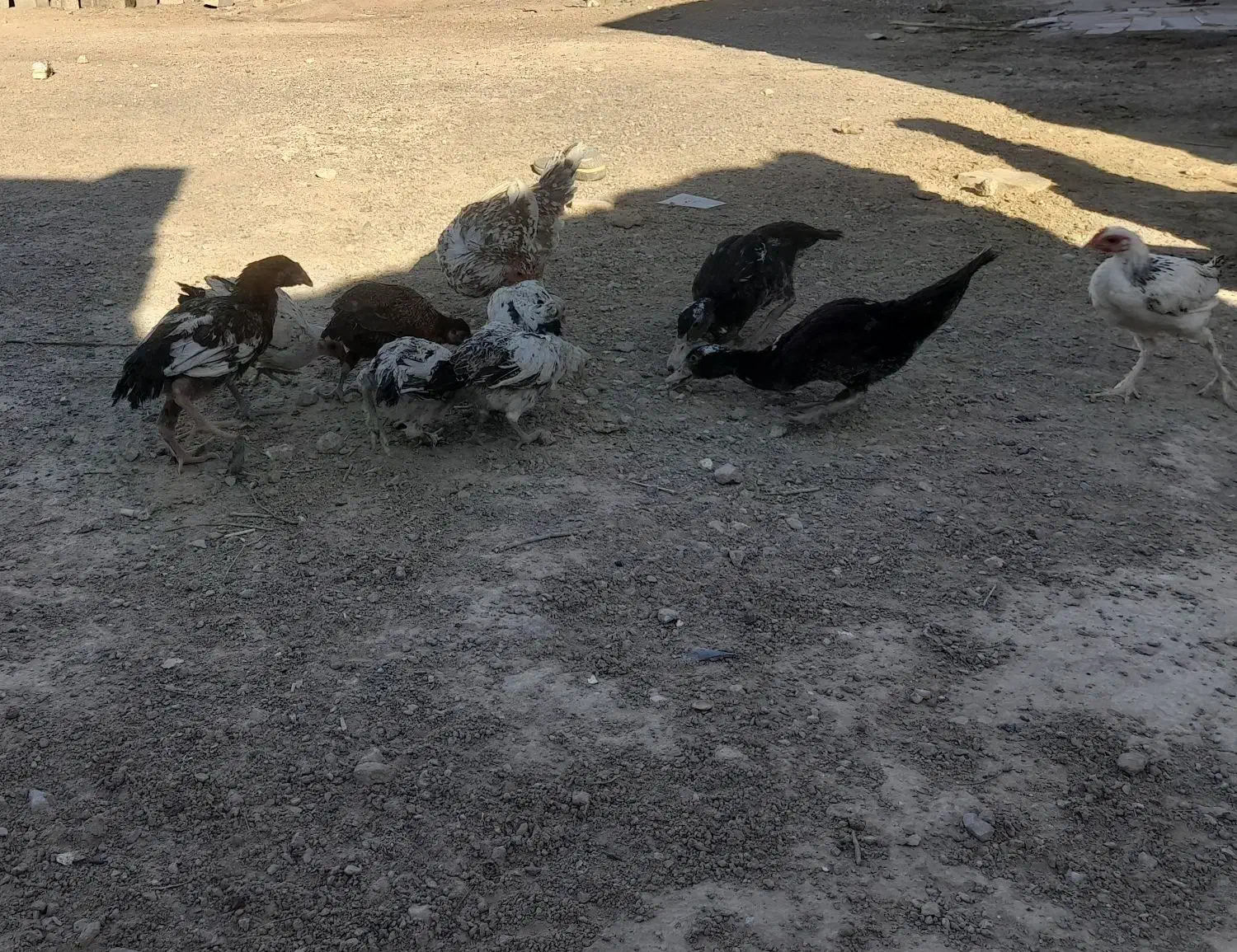 جوجه محلی|حیوانات مزرعه|خمک, |دیوار