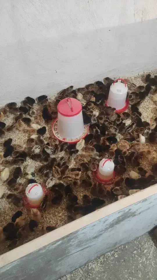 جوجه مرغ رسمی گلپایگان اصلاح شده|حیوانات مزرعه|شهریار, یوسف آباد صیرفی|دیوار