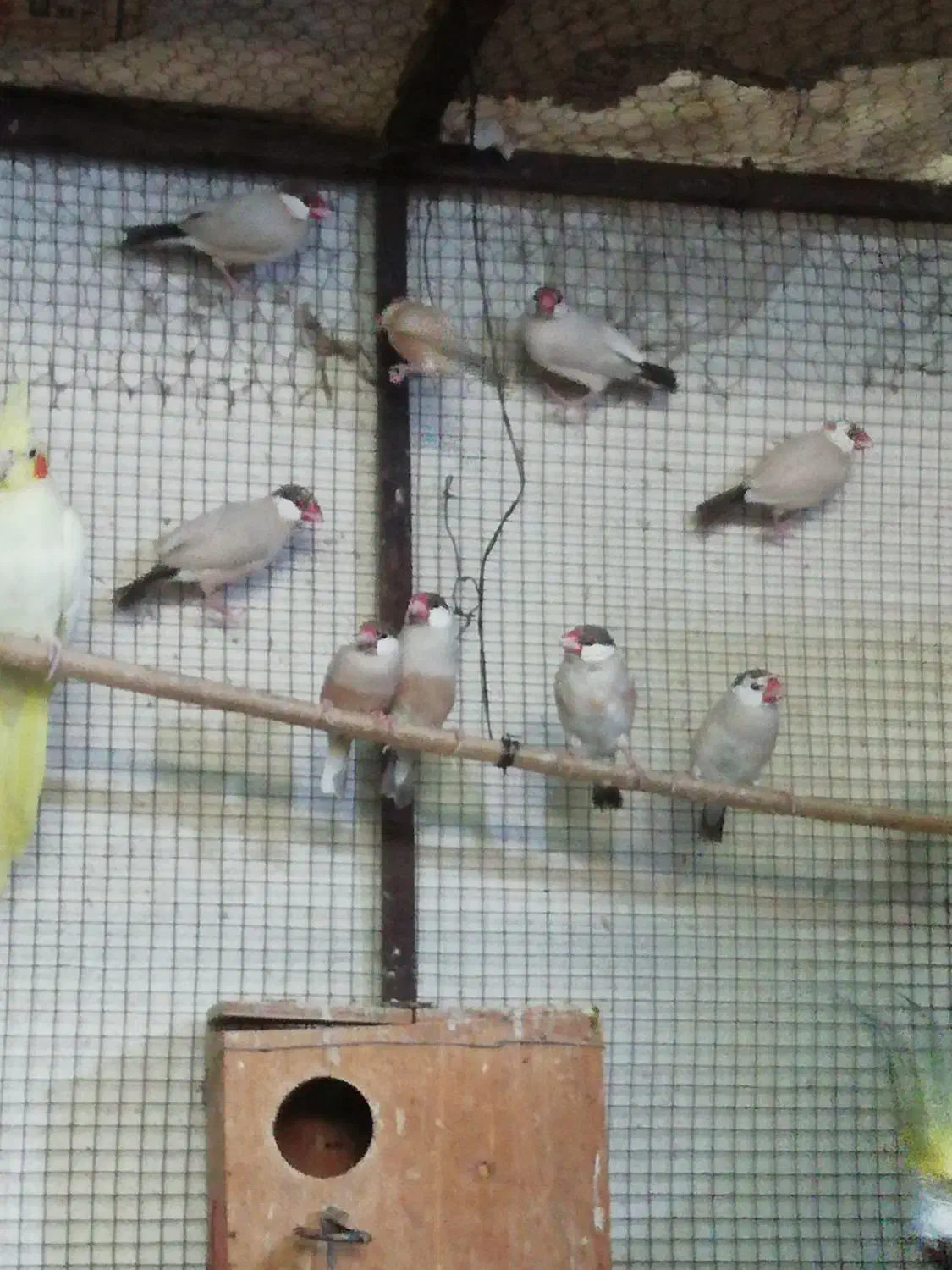 تعدادی فنچ مصری کرم رنگ|پرنده|برازجان, |دیوار