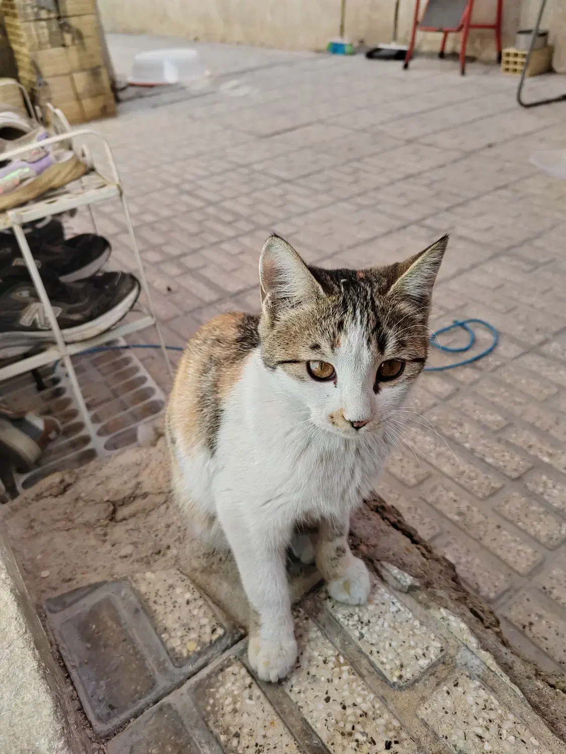 واگذاری گربه|گربه|شیراز, فاضل|دیوار