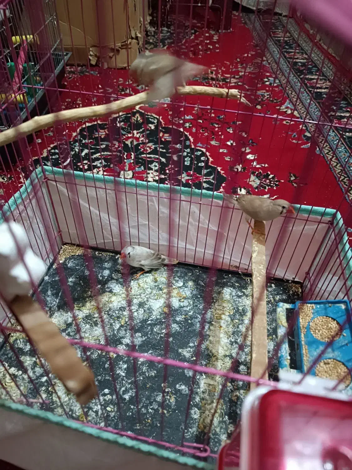 فنچ|پرنده|زابل, |دیوار