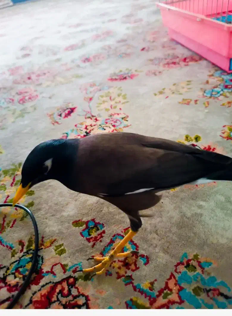 مینا|پرنده|بیستون, |دیوار