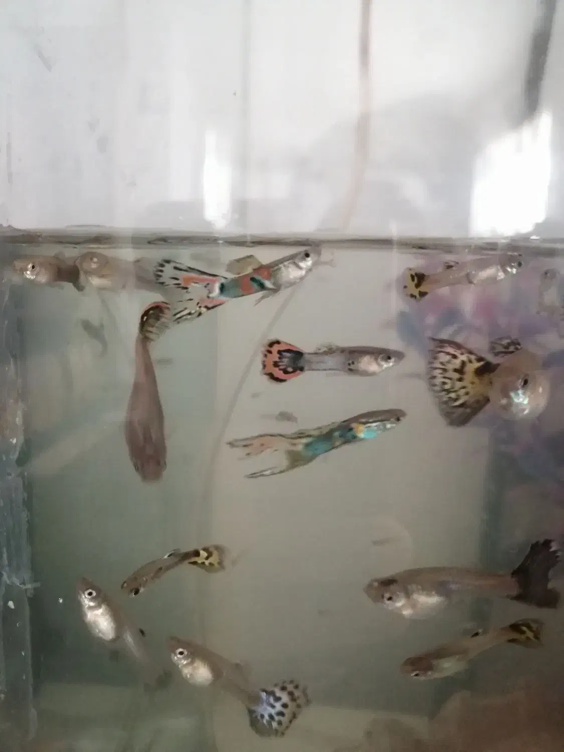 ماهی گوپی جفتی 50 یک نر و یک ماده ‌مولد|ماهی|اسلام‌‌آباد غرب, |دیوار