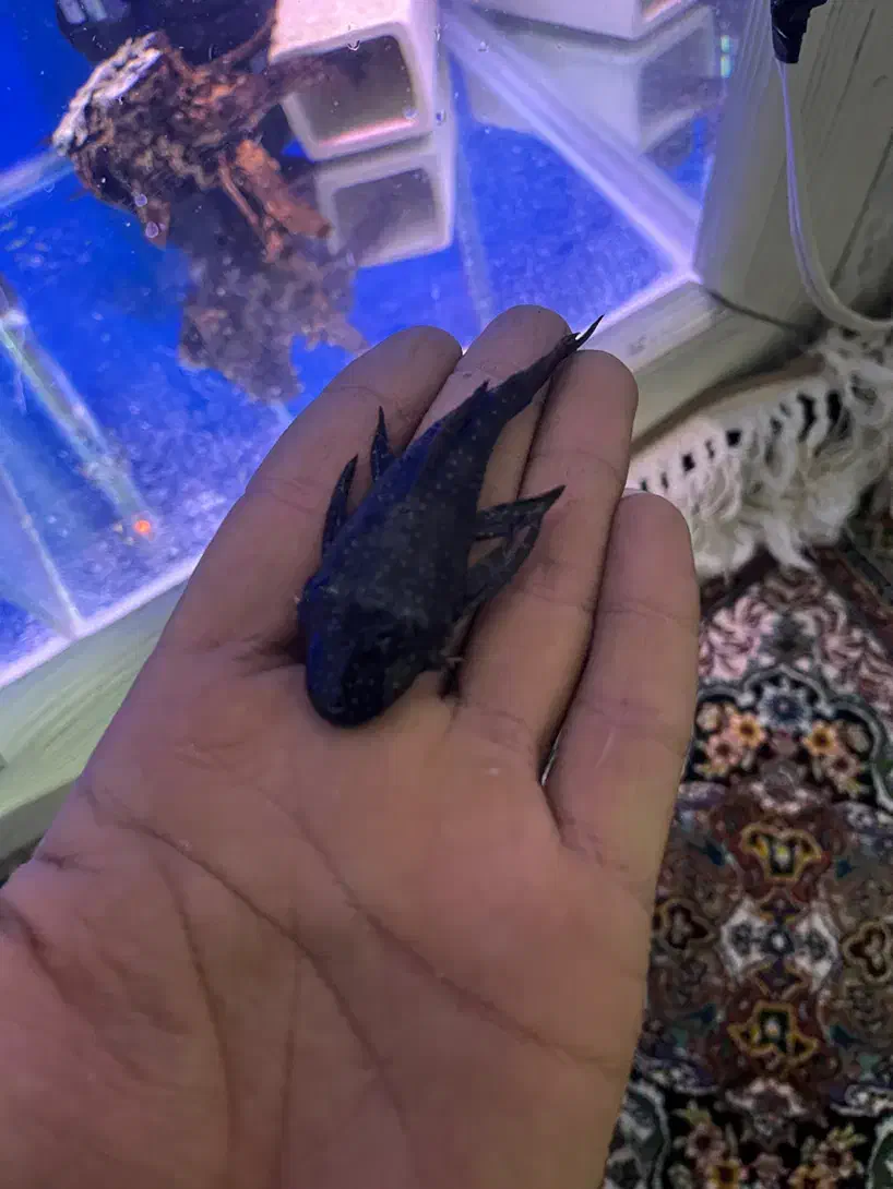 ماهی خواص|ماهی|کرج, کمالشهر|دیوار