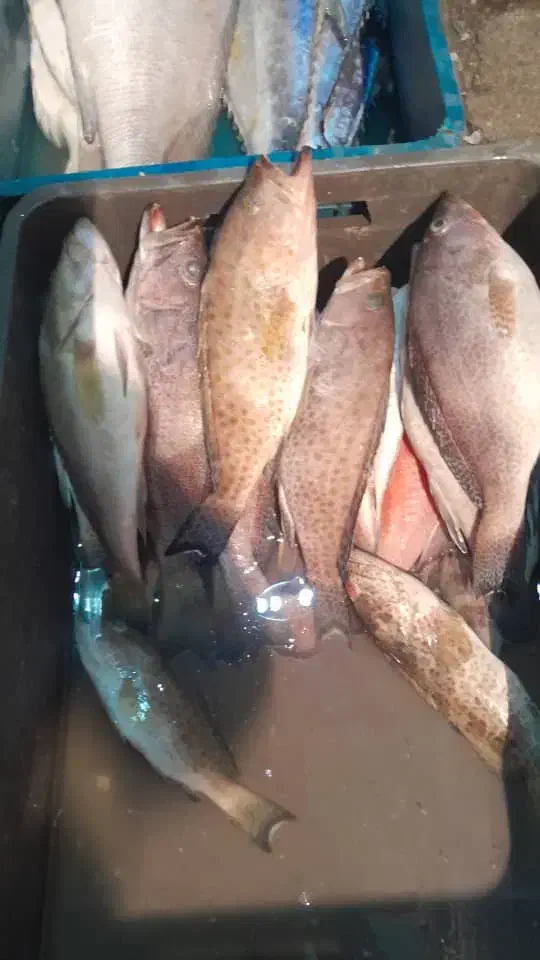 میگو ماهی تازه آبادان ارسال به شهرستان|خوردنی و آشامیدنی|تهران, مختاری|دیوار