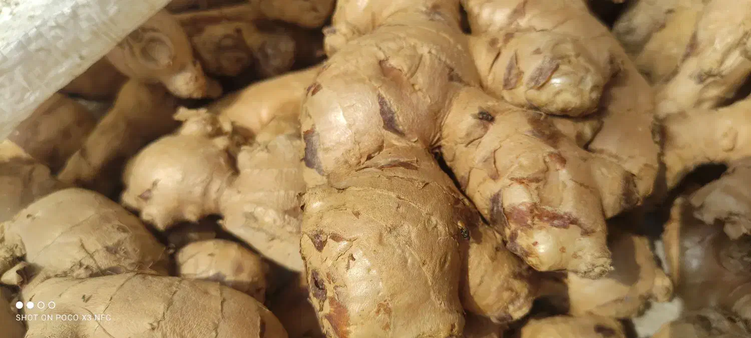 زنجبیل تایلندی|خوردنی و آشامیدنی|اصفهان, نیروگاه|دیوار