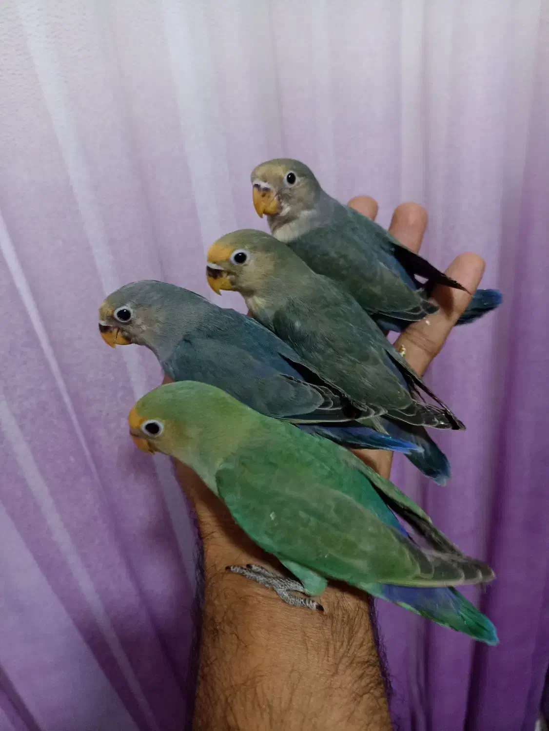 طوطی گم شده|حیوانات|سیرجان, |دیوار