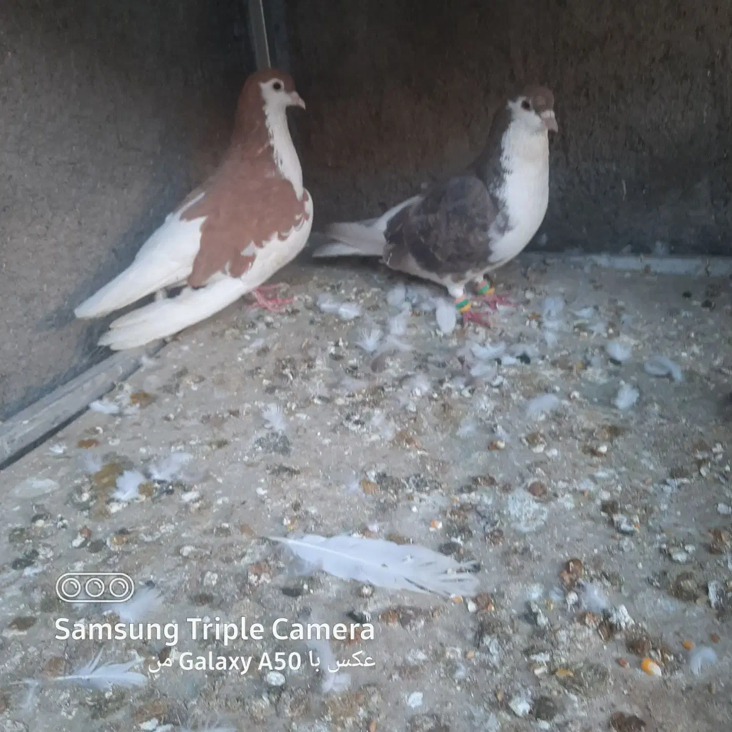 کفتر شیرازی|پرنده|امیدیه, |دیوار