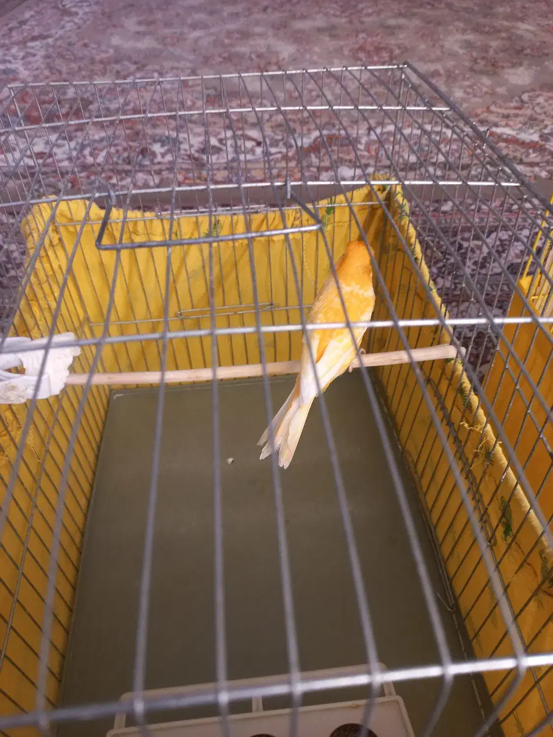 دو عدد قناری نر|پرنده|صفادشت, |دیوار