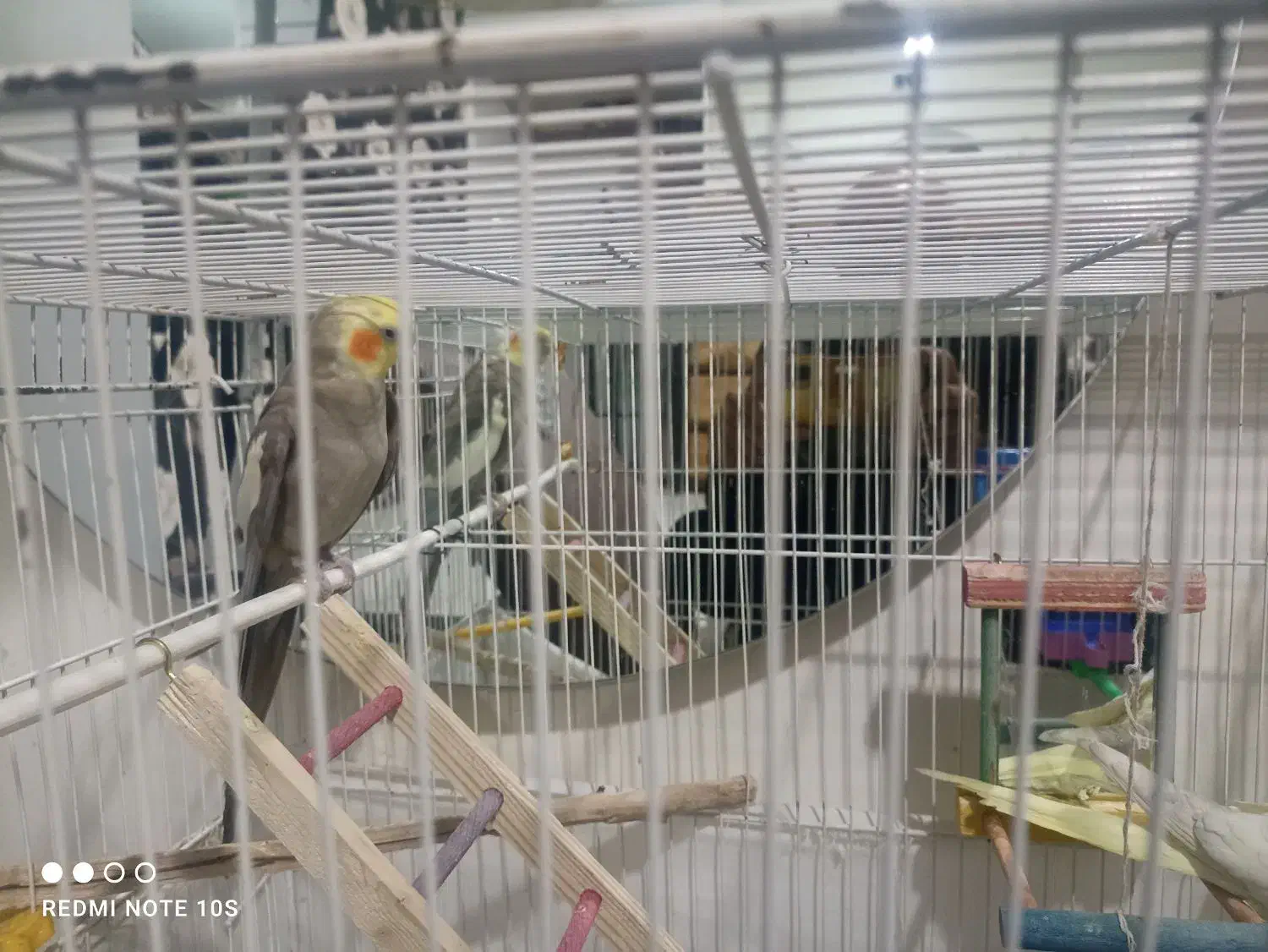 عروس هلندی|پرنده|گلبهار, شهر جدید گلبهار|دیوار