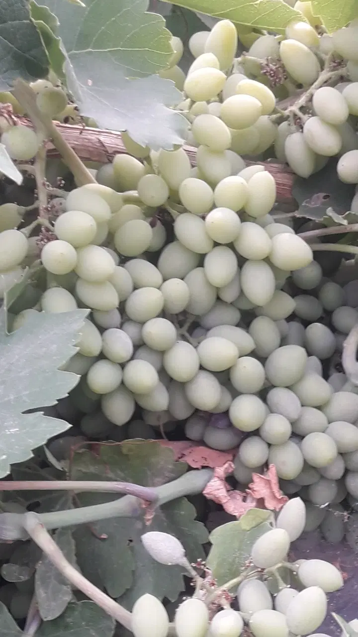 غوره|خوردنی و آشامیدنی|ملایر, |دیوار