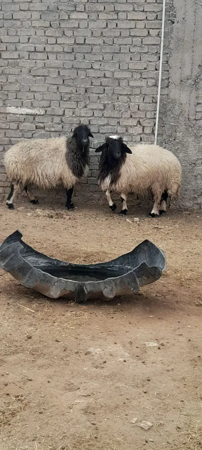 ۲عددمیش خشک جوان سنگین وزن تمام پروارفروشن|حیوانات مزرعه|دهلران, |دیوار