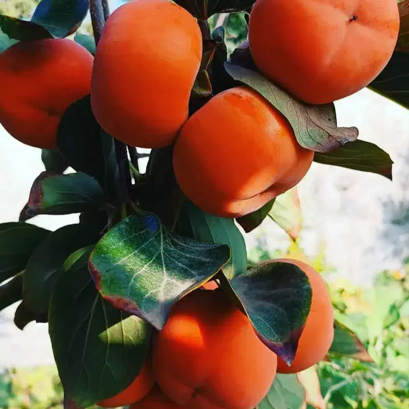 فروش نهال خرمالو با تمامی ارقام|خدمات باغبانی و درختکاری|خلخال, |دیوار