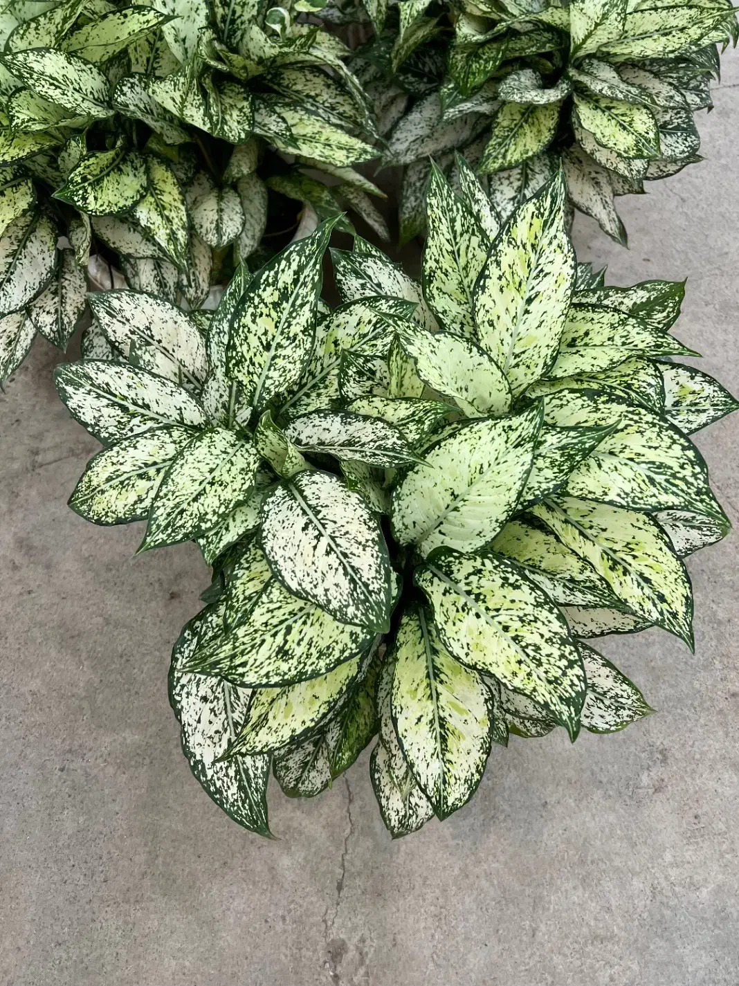 آگلونما برفی|گل و گیاه طبیعی|رشت, بیجارپس|دیوار