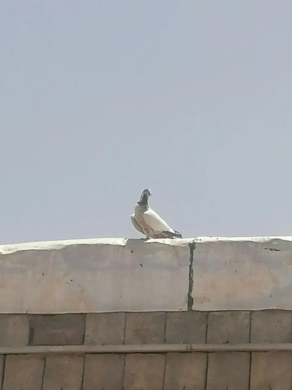 گرفتنی|حیوانات|نقده, |دیوار