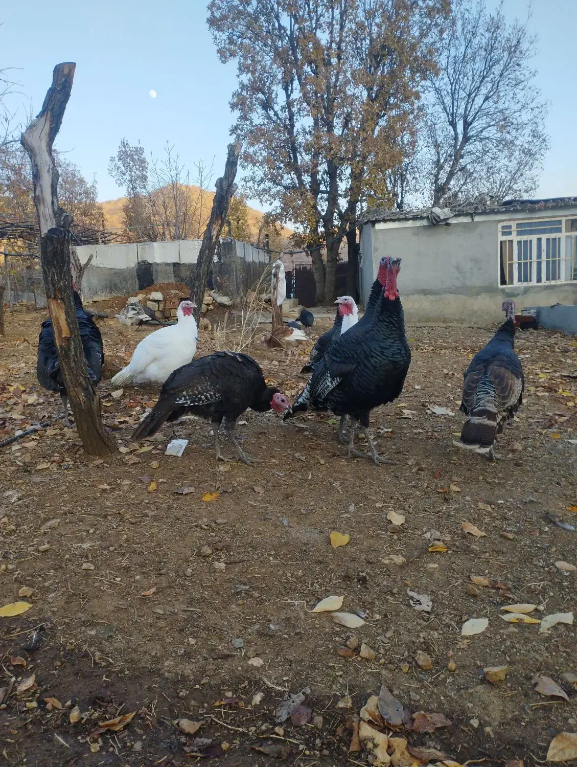 بوقلمون محلی|حیوانات مزرعه|بانه, |دیوار