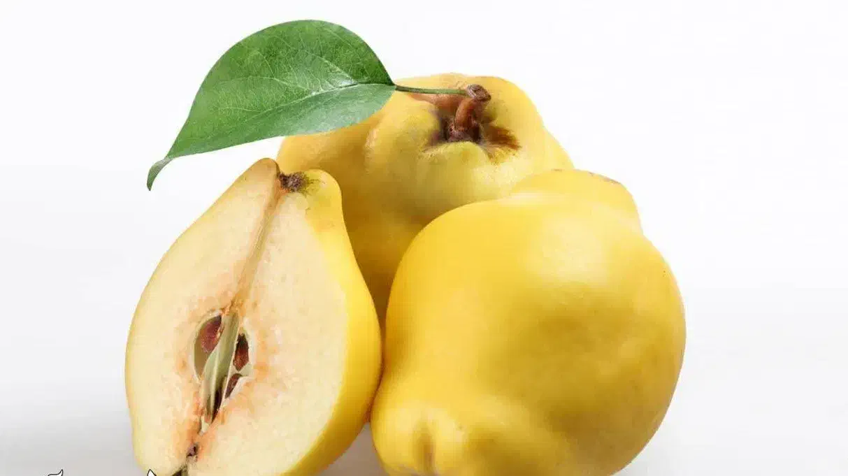 پیشفروش نهال به اونشاب لیبل دار|خدمات باغبانی و درختکاری|ایوان, |دیوار