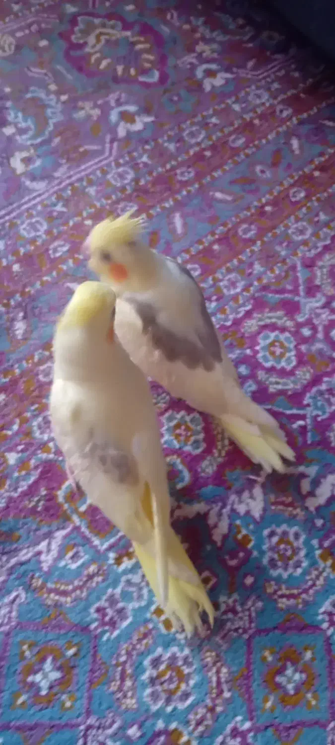 فروش دوعدد جوجه عروس هلندی دوکت وتک خال|پرنده|شاهین دژ, |دیوار