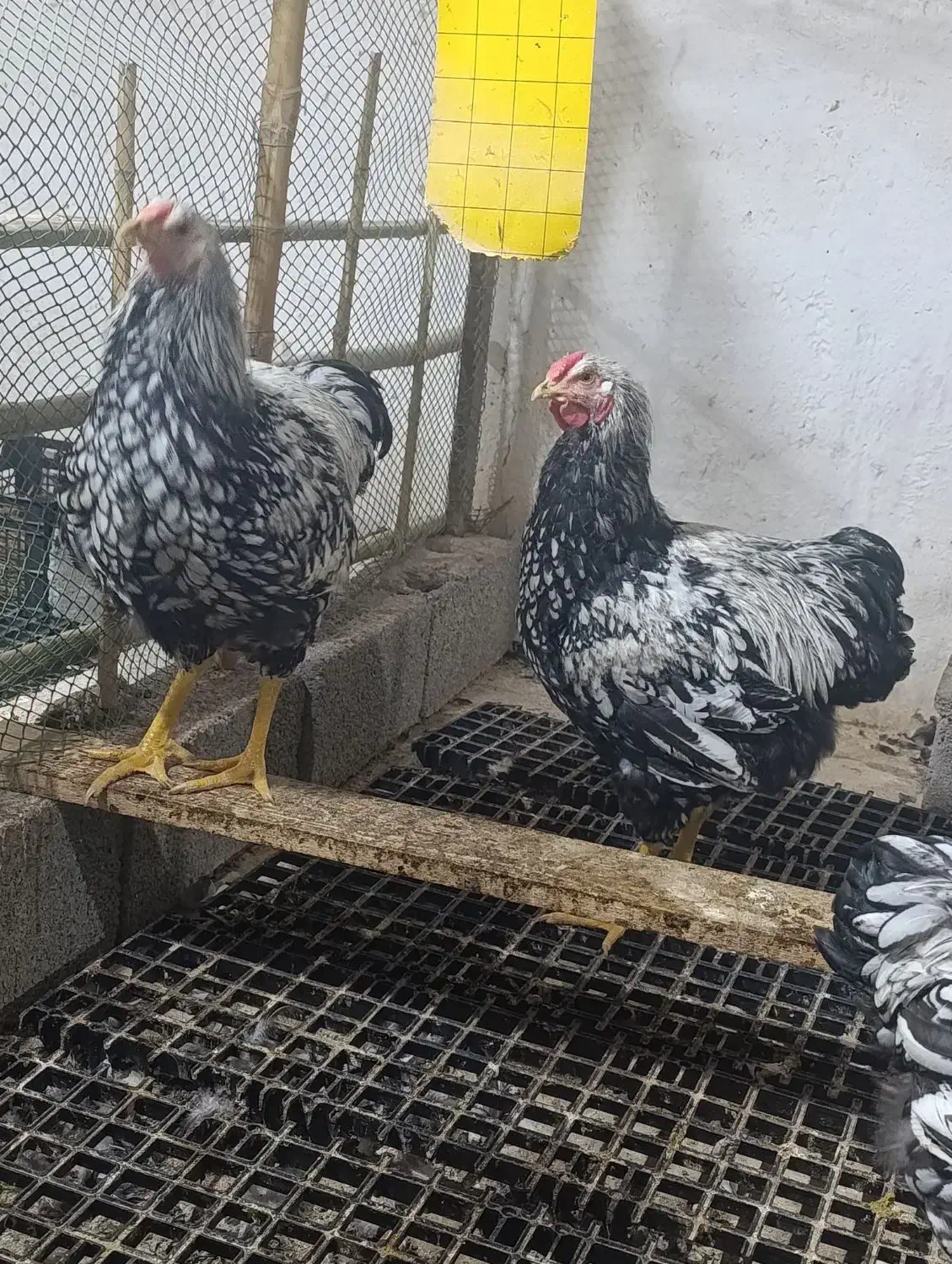 زینتی|حیوانات مزرعه|رشت, پاستوریزه|دیوار