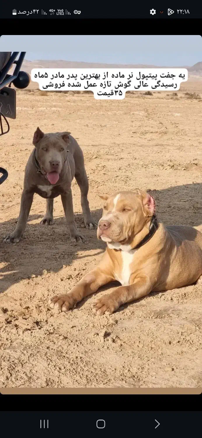 سگ پیتبول|سگ|قرچک, داوود آباد|دیوار