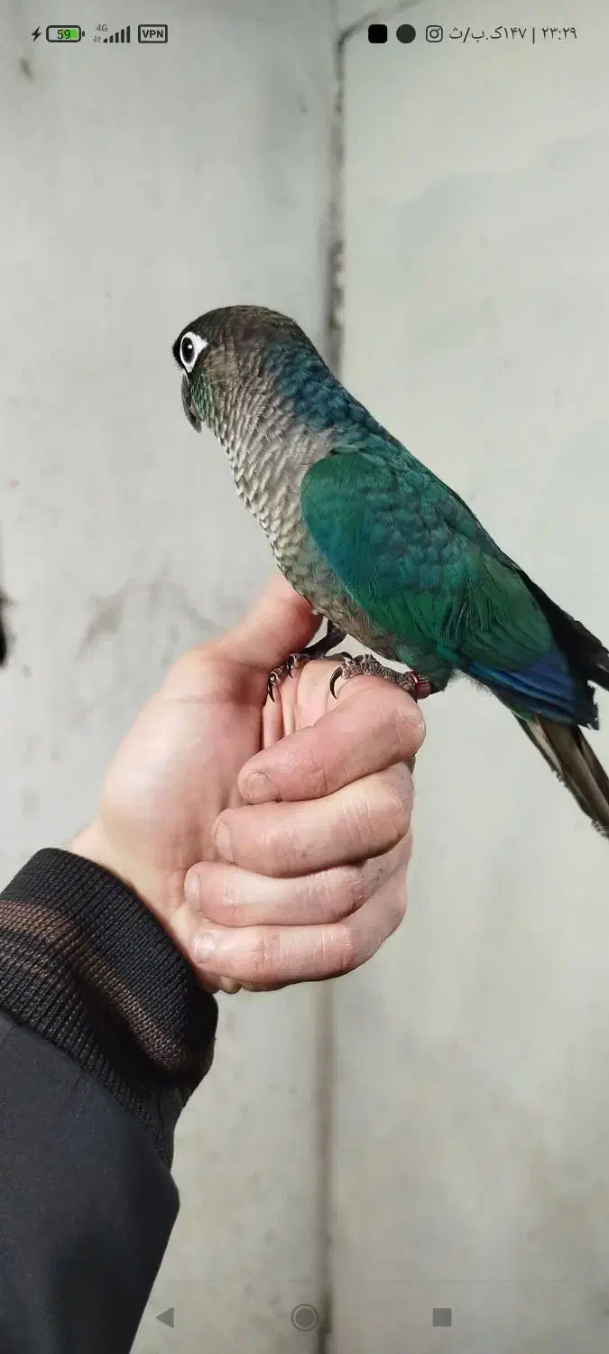 تراکوییس نرمال بالغ آماده جفت|پرنده|قائمشهر, |دیوار