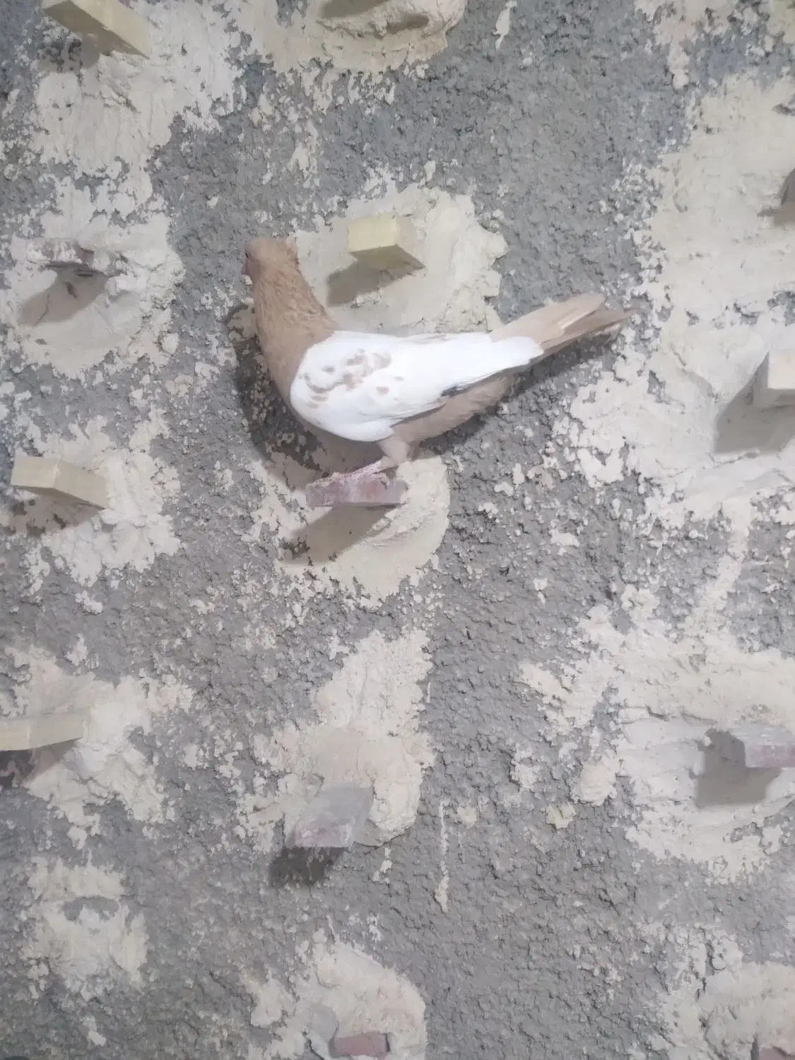 سینه|پرنده|شیراز, گچی|دیوار