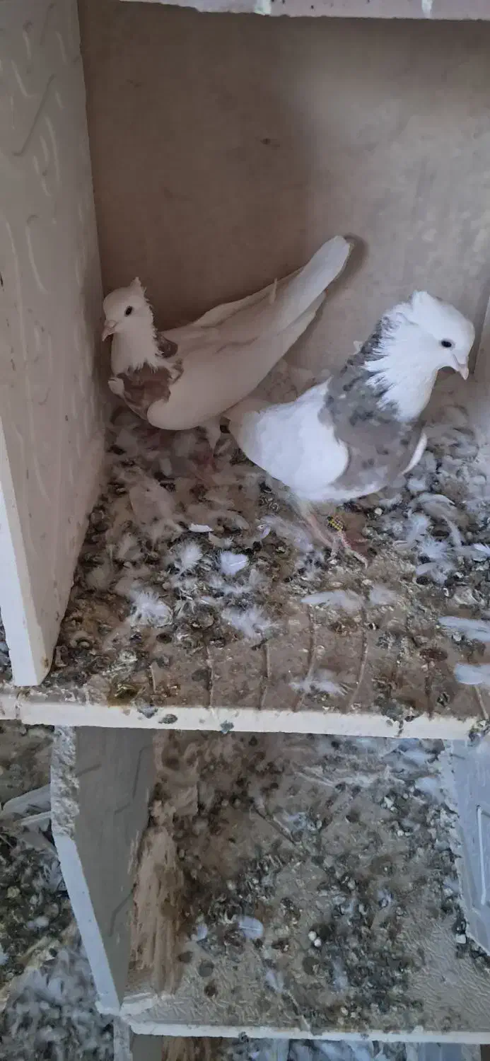 ۲۰ عدد کبوتر ۸ عدد کله دار ۱۲ عدد طوقی|پرنده|قروه, |دیوار