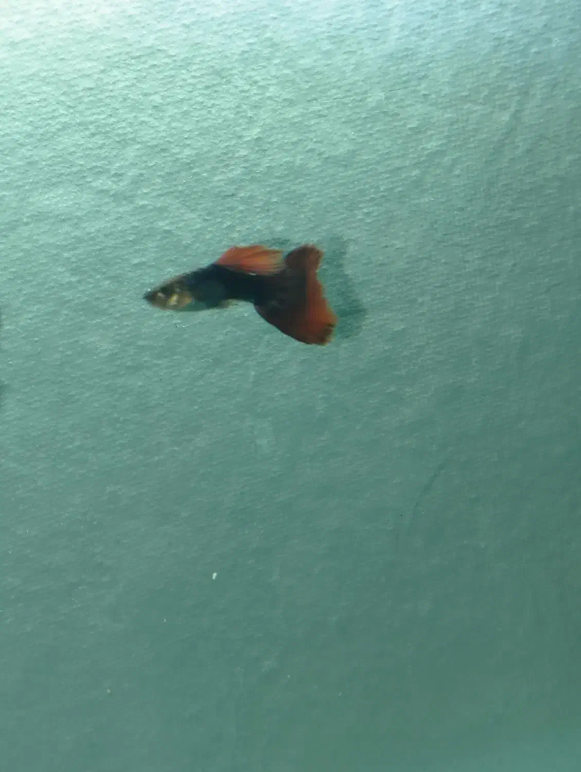 گوپی رد و بلو|ماهی|تربتحیدریه, منصوریه|دیوار