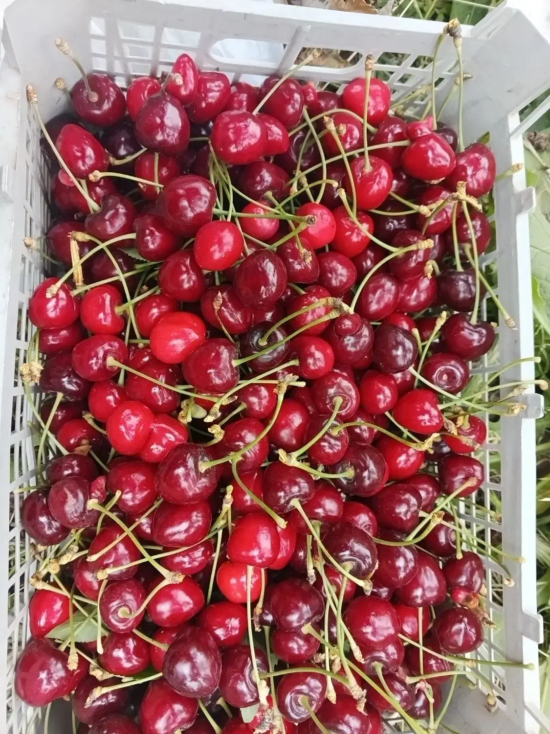 گیلاس|خوردنی و آشامیدنی|مشهد, امین آباد|دیوار