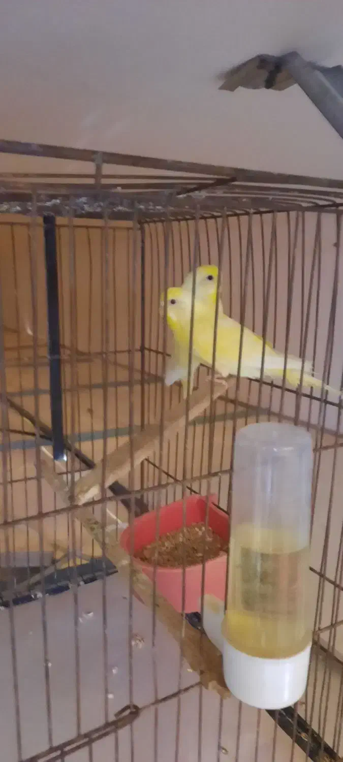 مرغ عشق|پرنده|قم, انسجام|دیوار