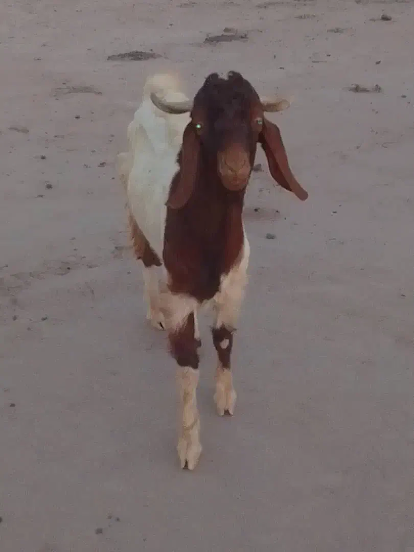 گوسفند|حیوانات مزرعه|جازموریان, |دیوار