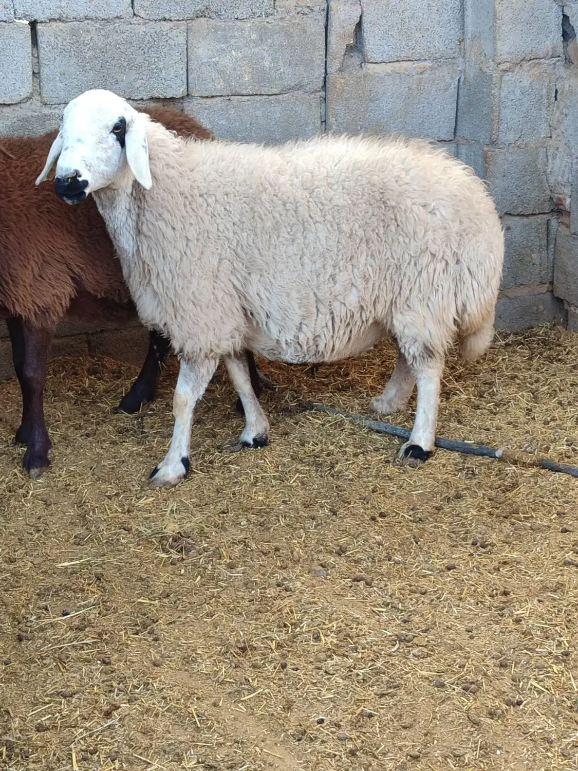 گوسفندمیش  سنجابی وهمو دوراس ابستن دوقولوزا|حیوانات مزرعه|کرمان, |دیوار