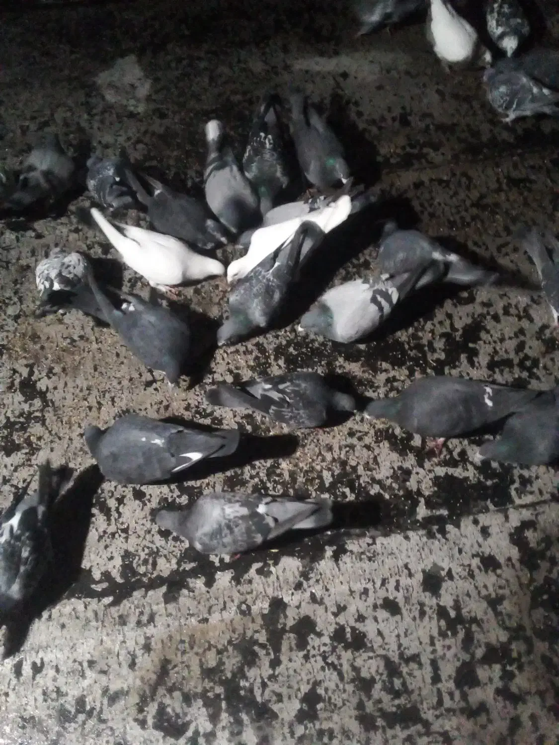 کبوتر|پرنده|بستان آباد, |دیوار