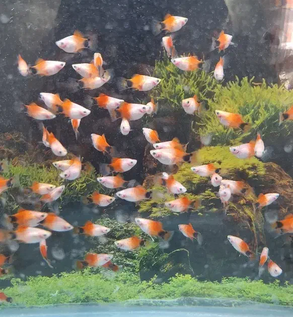 ماهی پلاتی میکی موس آکواریوم|ماهی|ملایر, |دیوار