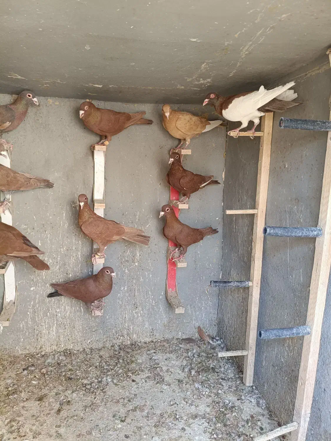 بیله گلی|پرنده|کشکوئیه, |دیوار