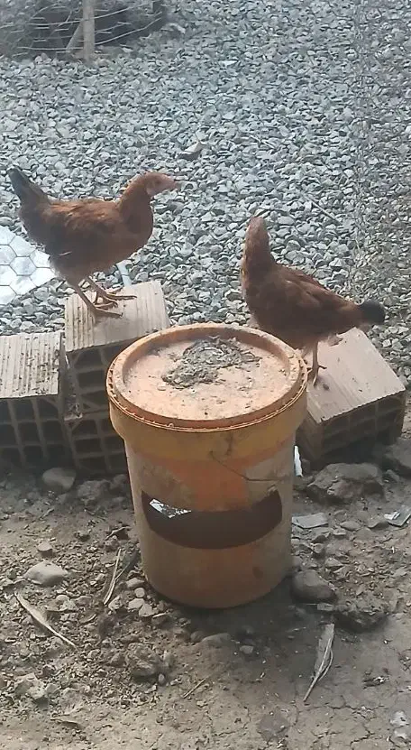 مرغ و خروس محلی|حیوانات مزرعه|گرگان, |دیوار